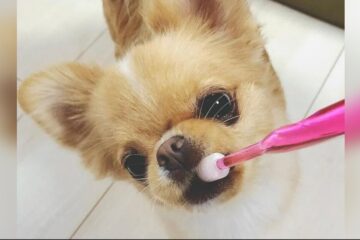 如何保養狗的牙齒？延緩洗牙時間